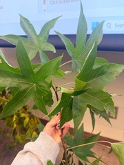 <p>Similar leaves to maples — BUT have alternate arrangement. Smooth lobed leaves. Crumbeled leaf smells like carrots. Spiny (weird...) seedpod.</p>