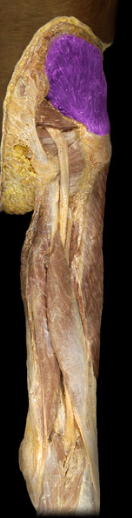 <p>hip abduction, pelvic drop</p>