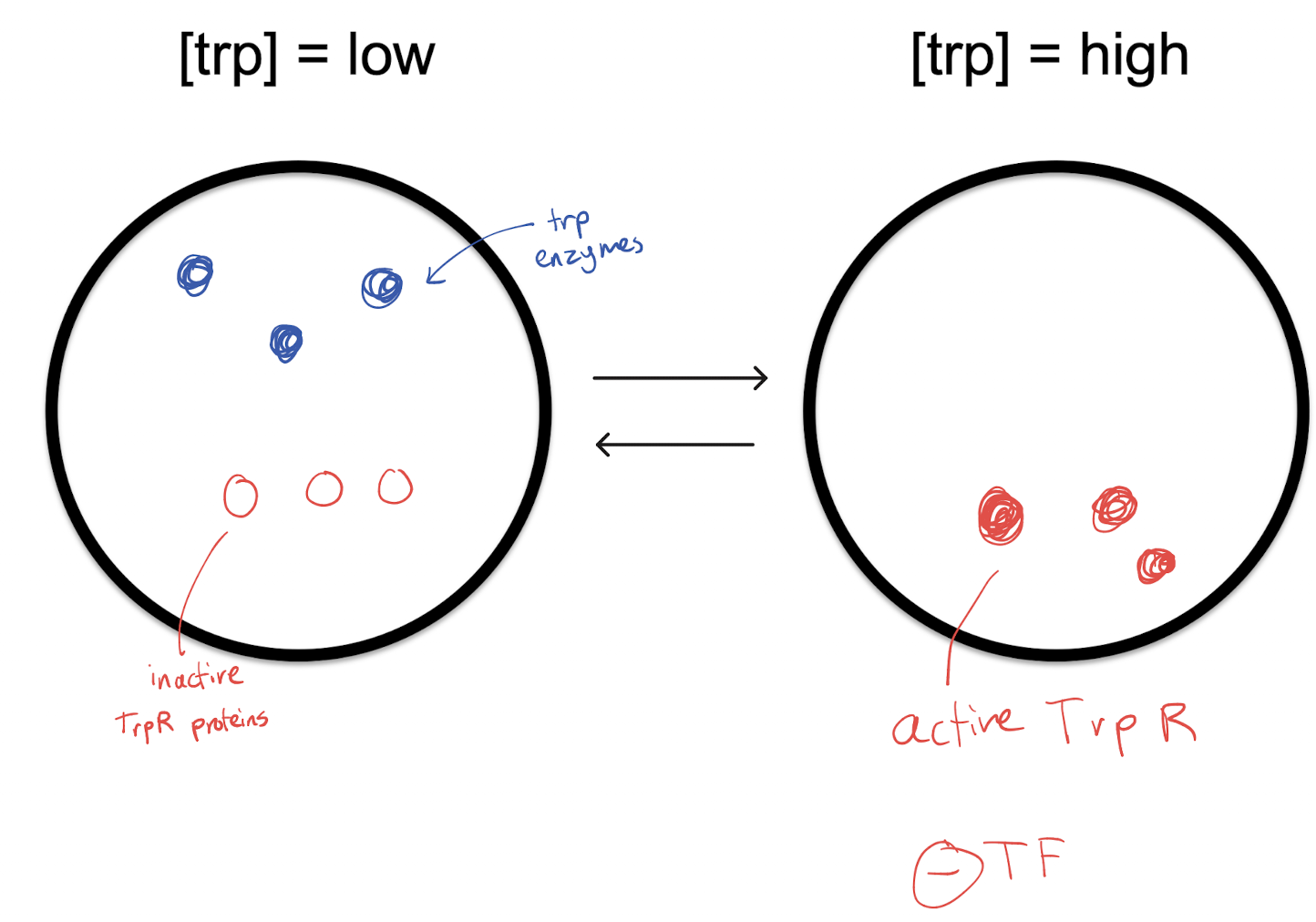 <p>When high levels of tryptophan are present, tryptophan will be able to find a trp repressor protein and bind to it to activate it. The active trp repressor will then temporarily bind to DNA with hydrogen bonds, turning off the operon, stopping mRNA translation and thus trp enzyme creation. <br>When there is a low concentration of tryptophan, tryptophan will come off of the trp repressors (to be used), deactivating them and causing them to break their temporary bonds with the operon. The trp operon will be active with nothing to repress it, allowing the creation of trp enzymes that will make tryptophan. </p>