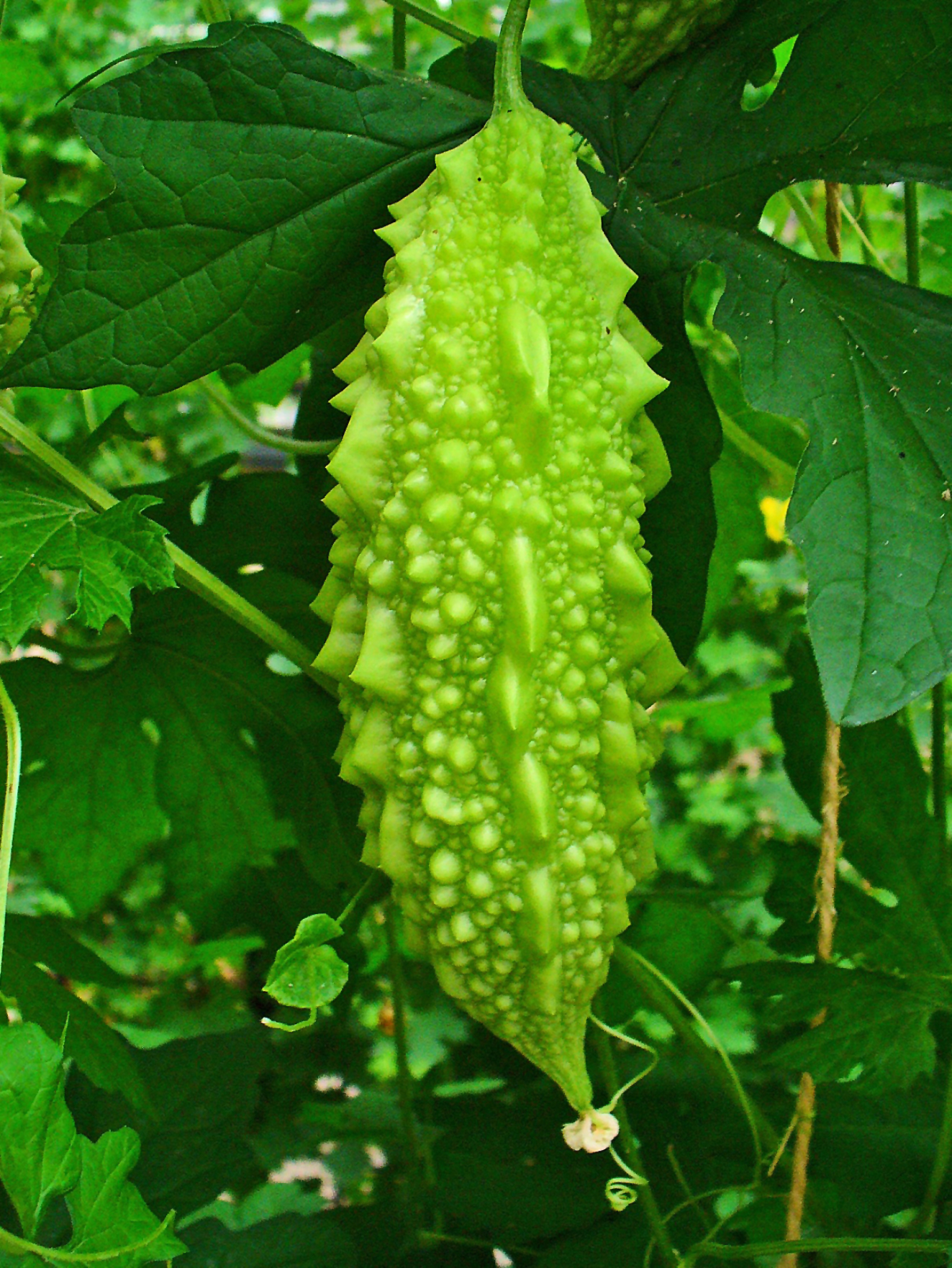 <p><strong>Common Name</strong>: Ampalaya, bitter melon, bitter gourd</p><p><strong>Parts Used</strong>: <span style="background-color: transparent; font-family: "Helvetica Neue", sans-serif;">Leaves and fruit</span></p><p><strong>DOH Use/s</strong>: <span style="background-color: transparent; font-family: "Helvetica Neue", sans-serif;">Adjunct for non-insulin dependent diabetes mellitus</span></p><p><strong>Other Use/s</strong>: Antidiabetic, antioxidant, anti-inflammatory, antimicrobial, anticancer; emetic for newborns </p><p><strong>Major Metabolites</strong>: <strong><u>Momordicin (alkaloids)</u></strong>, <strong><u>charantin (steroidal saponins)</u></strong>; phenolic compounds, triterpenoid glycoside, flavonoids</p>