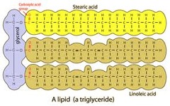 <p>Long-term energy; fats, oils.</p>