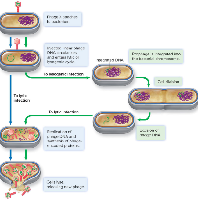 <ul><li><p>linear chromosome that circularizes upon entry</p></li><li><p>integration via phage integrase</p></li><li><p>repressor protein regulars excision gene and maintains lysogenic state</p></li><li><p>role of DNA-damaging agents in phage induction</p></li></ul><p></p>