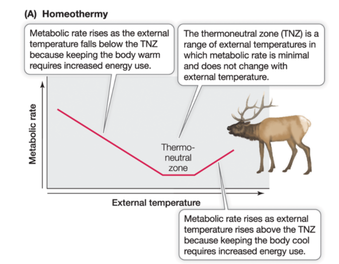 <p>Animals that maintain a constant internal body temperature (thermoregulation); e.g. mammals &amp; birds</p>