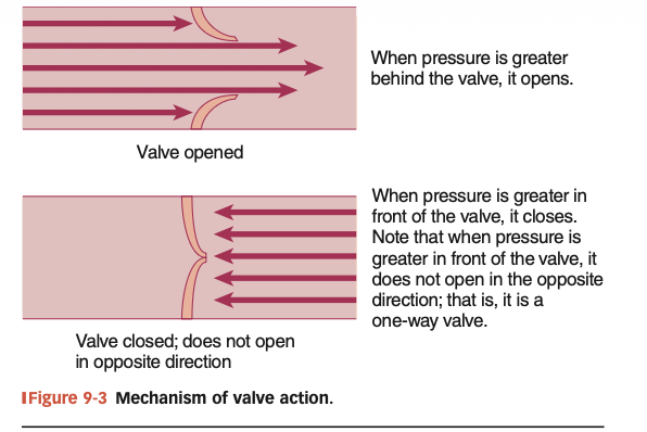 <p>Blood flow- one fixed direction </p><p>Veins→Atria→Ventricles→Arteries </p><p>How is it possible?There’s 4 one way valves, they can open and close passively due to pressure differences</p><p>Forward pressure gradient: more pressure behind valve, forces the valve open </p><p>Backward pressure gradient:more pressure in from of valve, forces the valve closed</p><p><em>Can force the door closed but cannot force it to swing open</em></p>