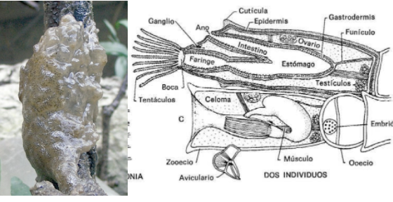 <p><strong>FILO </strong>Bryozoa<br><strong>CLASE </strong>Phylactolaemata<br><strong>GÉNERO </strong><em><u>Pectinatella</u></em><br><strong>CARACTERÍSTICAS </strong>Colonia gelatinosa grande.<br>Tentáculos, Ganglio, boca, Faringe, Ano.<br><strong>HABITAT</strong> Agua dulce, zonas de aguas salobres, zona de manglar.</p>