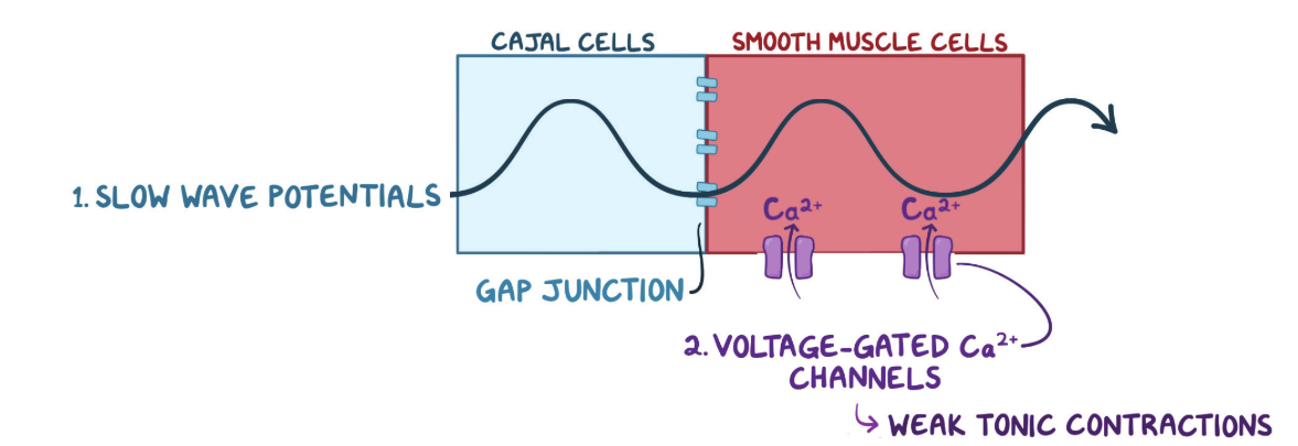 <p>Answer: Weak tonic contractions that help maintain stomach tone.</p><p>Extra Information:</p><ul><li><p>A slow wave alone does not necessarily generate a strong phasic contraction.</p></li></ul><p></p>