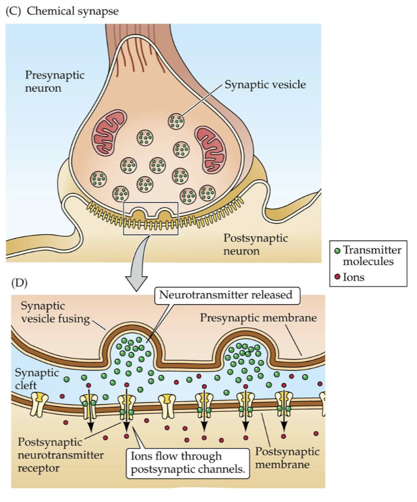 <p>Chemical synapses</p>