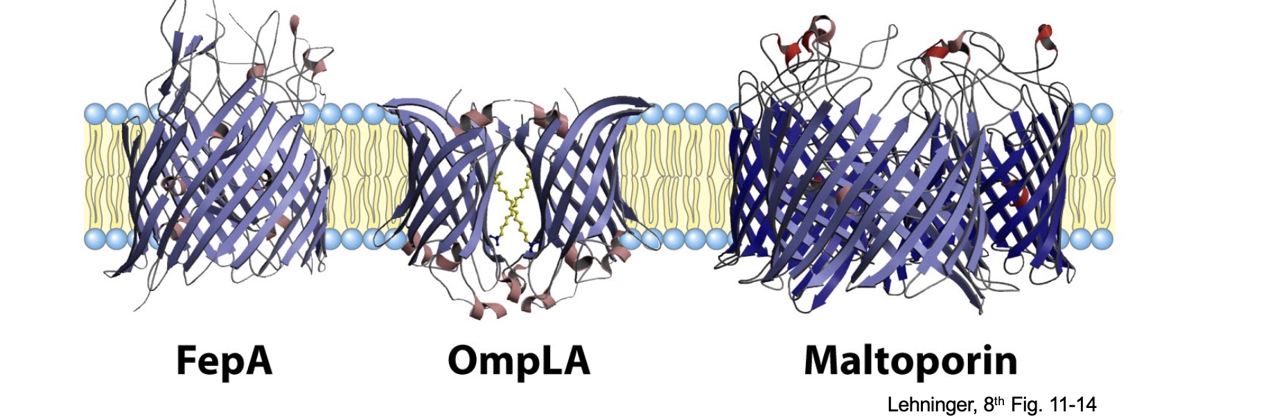 <p>bacterial and mitochondrial outer membranes</p><p>(examples in class FepA, OmpLA, maltopotin)</p>