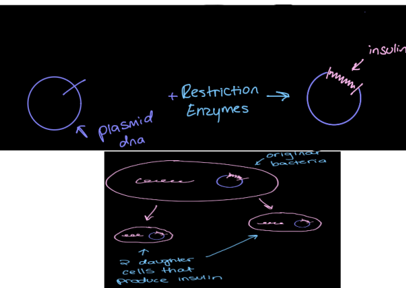 <ol><li><p>Take plasmid DNA from a bacteria cell</p></li><li><p>Restriction enzymes cat the Plasmid DNA</p></li><li><p>Add whatever you want more of to the spot that the restriction enzymes cut</p></li><li><p>place the new plasmid DNA back into the original bacteria</p></li></ol><p></p>