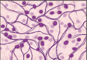 <p>meshwork of reticular fibers loosely organized to form a flexible meshwork to support tissue and immune cells of few organs </p><p>location: lymph nodes, bone marrow and splenic pulp</p>