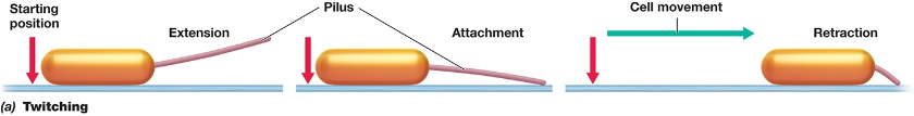 <p>-one of the types of surface associated motilities</p><p>-Type IV pili are required for this movement.</p><p>-Subunits of pili proteins are added where the pilus attaches to the cell envelope to extend the pilus.</p><p>-The pilus attaches to the surface and then the pilus filament is disassembled where it is attached to the cell envelope by removing pili filament proteins. The shortening is called retraction.</p><p>-Retraction pulls the cell forward.</p>