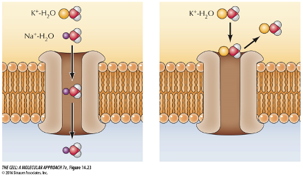 <p>What type of ion channel is this?</p>