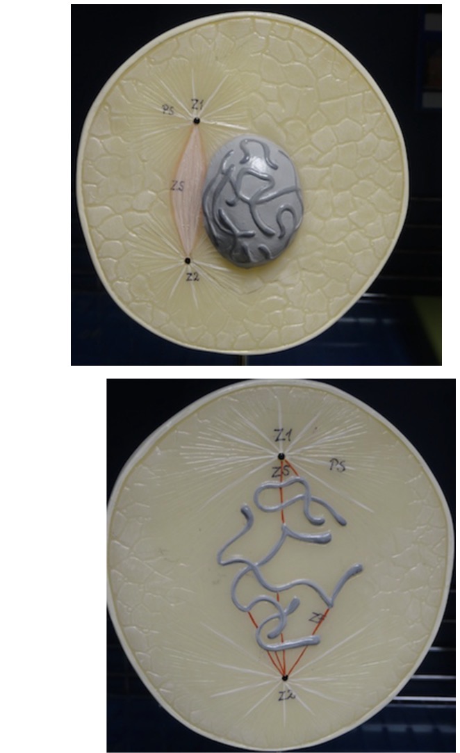 <p>Name the phase of mitosis (early or late)</p>