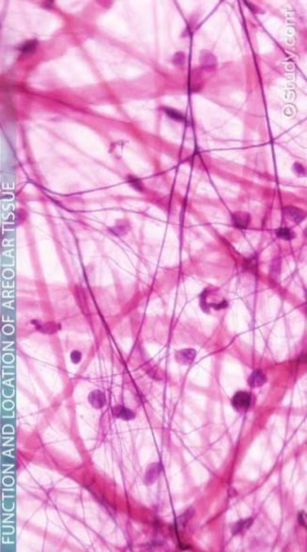 <p>Areolar connective tissue is the most common type of connective tissue proper and contains all connective tissue cell types and fibre types arranged in a loosely organised web-like pattern.</p><p>contains: fibroblasts, macrophages, mast cells</p><p>contains: loose arrangement of collagenous and elastic fibers</p>