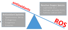 <p>From aerobic respiration: </p><p>superoxide, peroxides, hydroxyl radical, singlet oxygen, hypochlorite</p><p>→ must be detoxified</p>