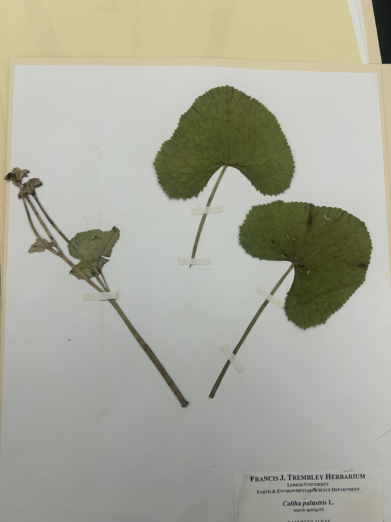 <p>Marsh marigold</p>