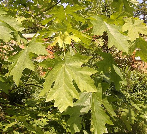 <p>Acer macrophyllum</p>