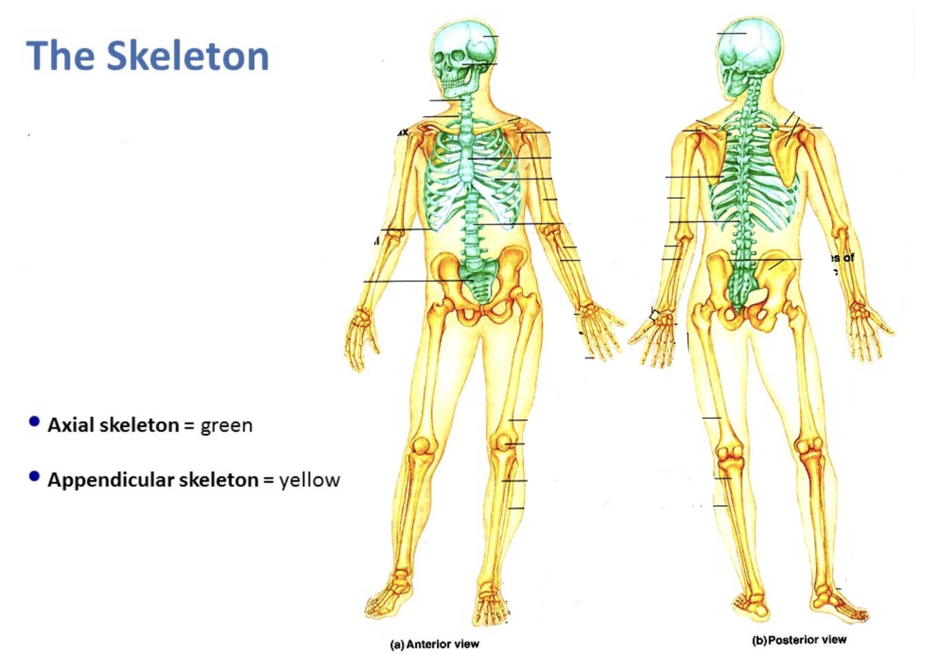 <p>Appendicular skeleton </p>