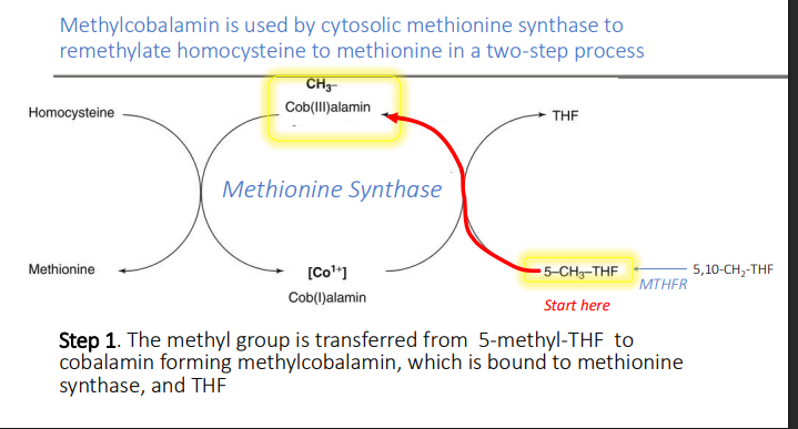 <ol><li><p>Methionine synthase</p></li><li><p>THF</p></li></ol><p></p>