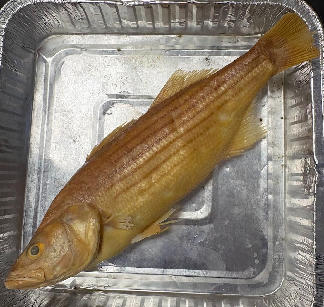 <p><span style="background-color: transparent;"><span>Morone saxatillus</span></span></p>