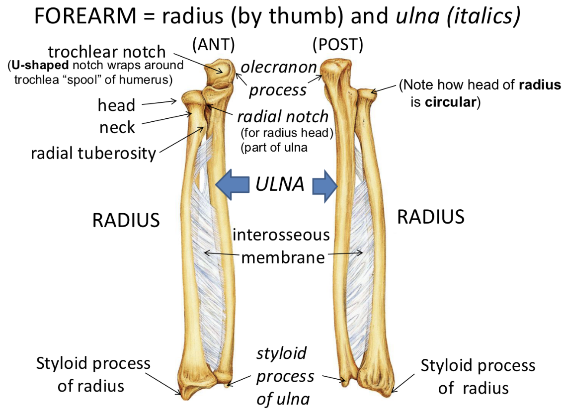 <p>Ulna <strong>The Shoulder </strong></p>
