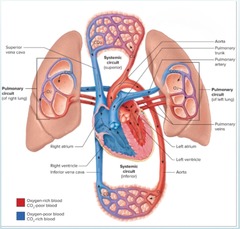 <p>once the blood goes through the pulmonary semilunar valve, where does it go next? and is this blood oxygenated or deoxygenated?</p>