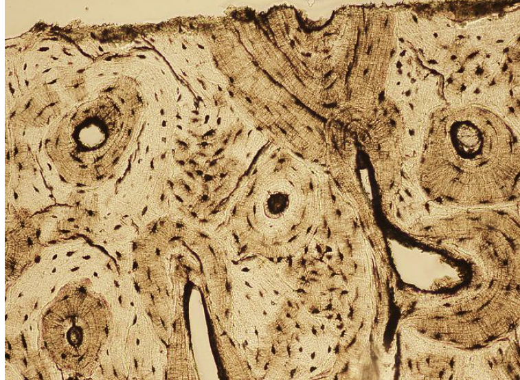 <p><span>Identify the indicated tissue.</span></p>