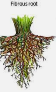 <ul><li><p>** veins in leaf that are parallel no minor veins </p></li><li><p>**only one cotyledon in seed </p></li><li><p>roots → fibrous </p></li><li><p>e.g)grass, palm, lilly </p></li></ul><p></p>