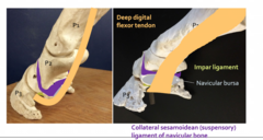 <p>navicular apperatus in color</p>
