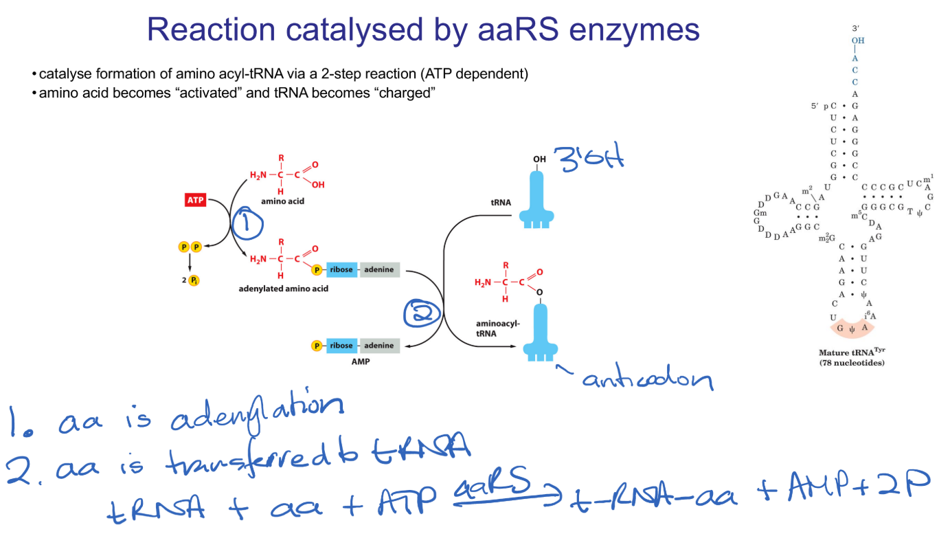 <p>amino-acyl tRNA Synthetases catalyse two reactions. The first is adenylation of an amino acid (the one that corresponds to this particular tRNA). This reaction requires ATP and is called “activating” the amino acid. This amino-acyl group is then transferred onto one of the corresponding tRNA, “charging” the tRNA.</p>