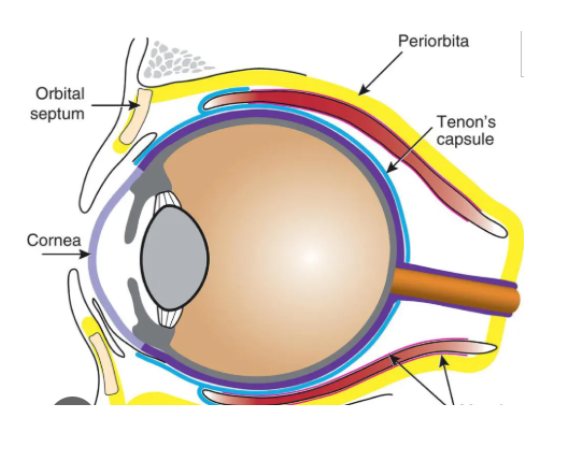 <p><span style="background-color: inherit; line-height: 20.7px; color: windowtext;">Thin membrane which envelops eyeball from optic nerve to limbus&nbsp;</span><span style="line-height: 20.7px; color: windowtext;">&nbsp;</span></p><p class="Paragraph SCXO82636424 BCX0" style="text-align: left;"><span style="background-color: inherit; line-height: 20.7px; color: windowtext;">Found between conjunctiva and episclera</span><span style="line-height: 20.7px; color: windowtext;">&nbsp;</span></p><p class="Paragraph SCXO82636424 BCX0" style="text-align: left;"><span style="background-color: inherit; line-height: 20.7px; color: windowtext;">Protects eyeball by forming a socket seperating eyeball from surrounding orbital fat (outside sclera in orbit of eye)</span><span style="line-height: 20.7px; color: windowtext;">&nbsp;</span></p>