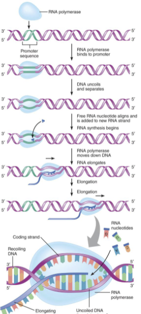 <p>mRNA is transcribed from its complementary strand </p><ul><li><p>pre-mRNA undergoes post transcriptional modifications in the nucleus before it moves to the cytoplasm for translation </p></li><li><p>This includes the addition of poly-A tail, 5’ cap, and or splicing of exons </p></li></ul><p></p>
