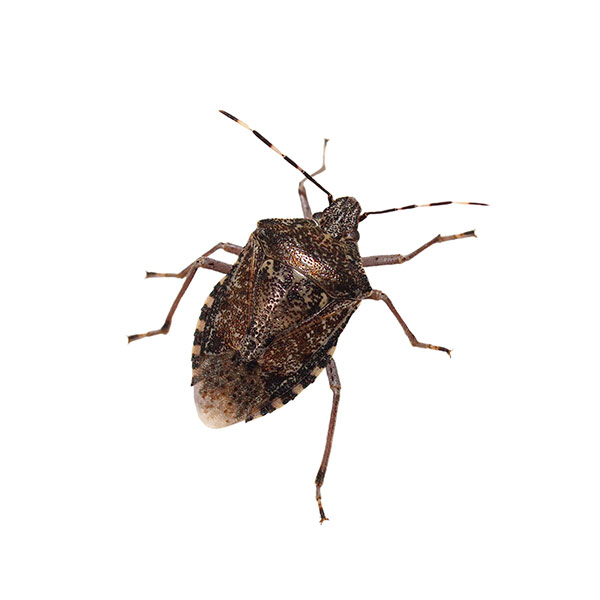 <p>El bicho</p>