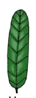 <p>what type of blade shape is shown here?</p>