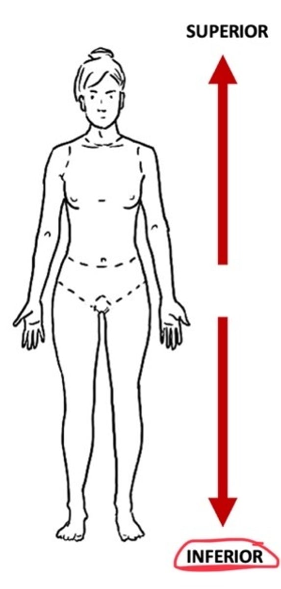 <p>Below</p>