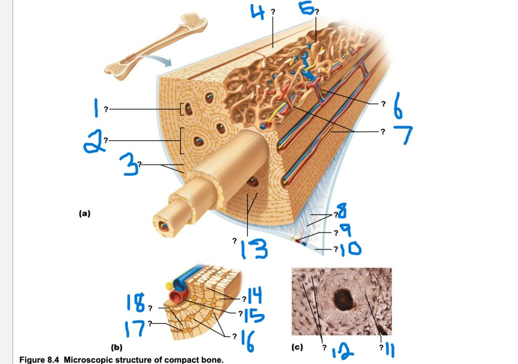 <p>what is 11 & 16?</p>