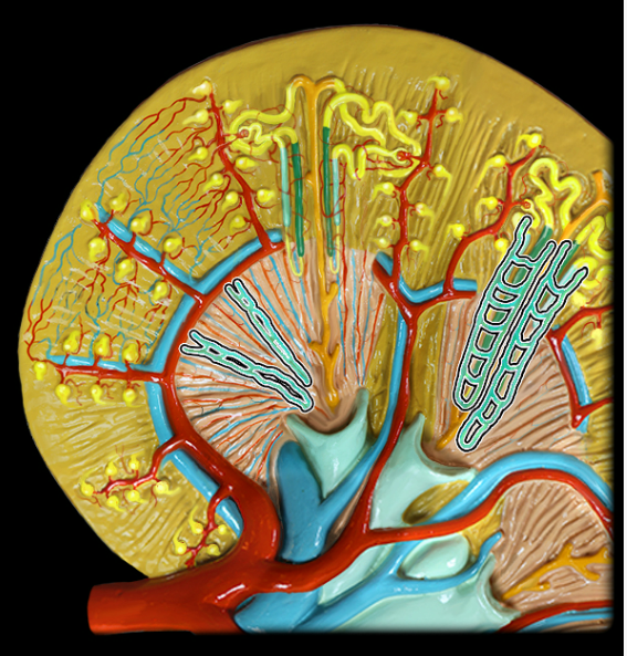 knowt flashcard image