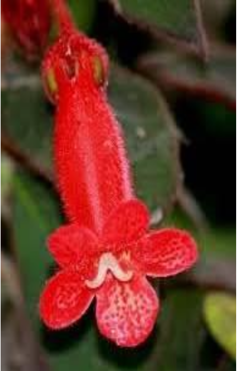 <p>What kind of</p><p class="p1">symmetry does this</p><p class="p1">flower have?</p>