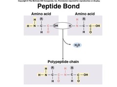 <p>The chemical bond that forms between the carboxyl group of one amino acid and the amino group of another amino acid</p>