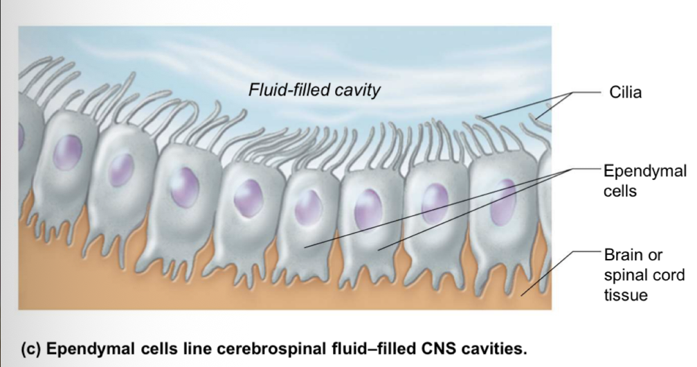 <p>line cerebrospinal fluid-filled CNS cavities and forms a permeable barrier between CSF in cavities and tissue fluid bathing CNS cells</p>