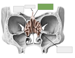 <p>The ethmoid bone: this is the</p>