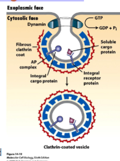 <p>different adaptin for different cargo ( they recognize different cargo receptors). once budding is complete the coat proteins are removed and the vesicle and fuse w/ target membrane</p>