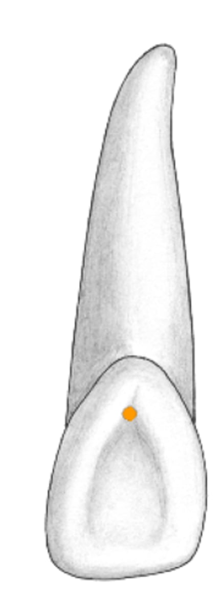 <p>small pinpoint depressions located at the junction of developmental grooves or at terminals of those grooves</p>