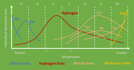 <ul><li><p>Hotter stars have very intense helium lines</p></li><li><p>Cooler stars will form heavy elements like metals</p></li><li><p>Coolest stars will even form molecules</p></li></ul><p></p>