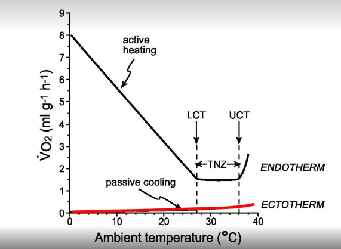 <ul><li><p>VO2 = rate at which oxygen is being used</p></li><li><p>Different for endotherms and ectotherms </p></li><li><p>Ambient temperature goes up, and so does the rate of VO2</p></li></ul><p></p>