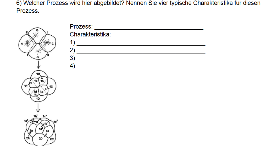<p>Welcher Vorgang ist zu sehen? Nennen Sie vier Charakteristika.</p>