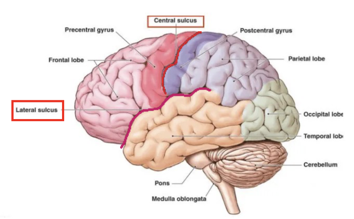 <p>Structures of Major Sulci</p>