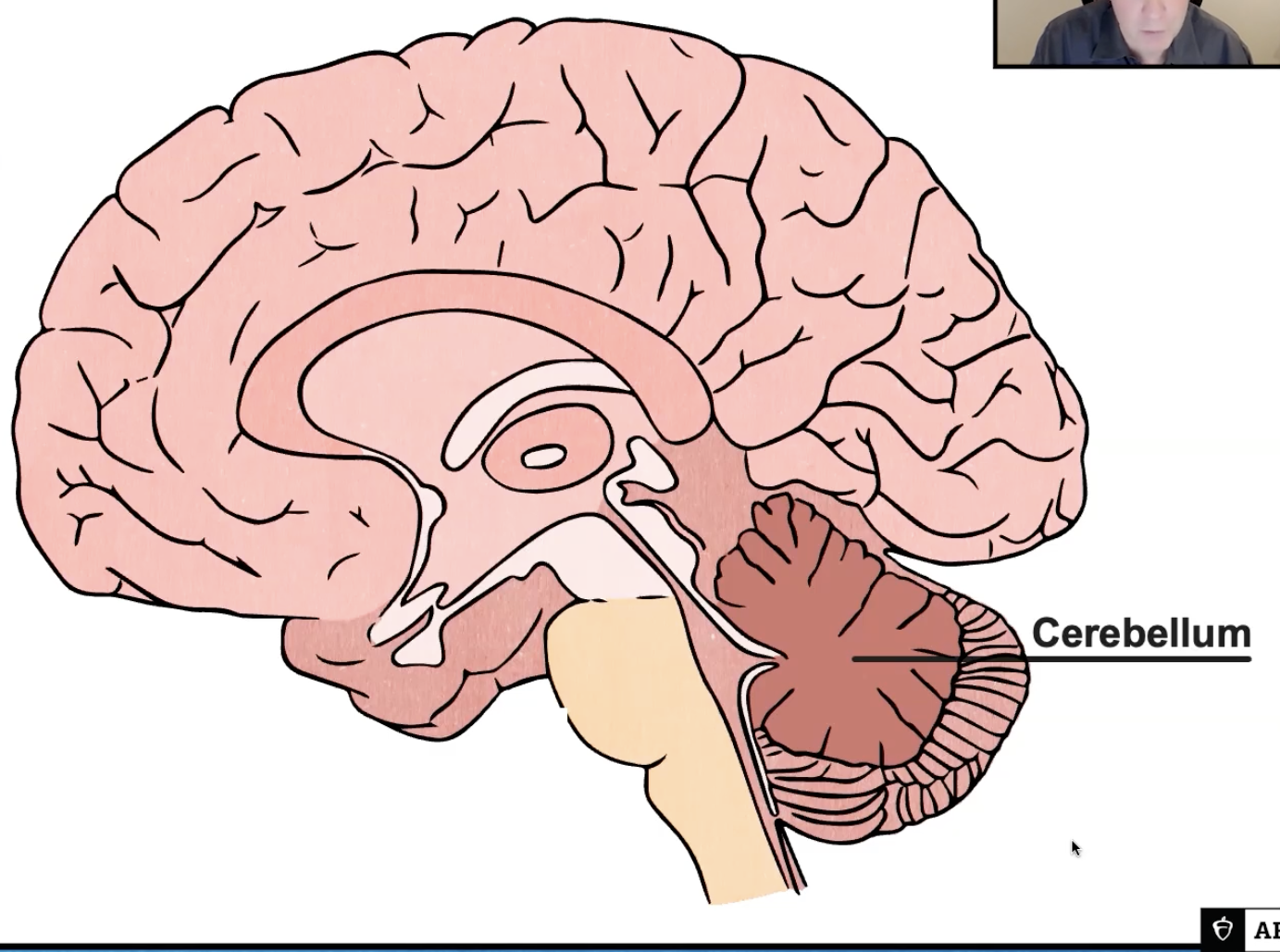 <p>Hindbrain: Cerebellum</p>