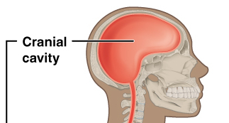<p>fluid filled space inside skull that houses and protects brain</p>
