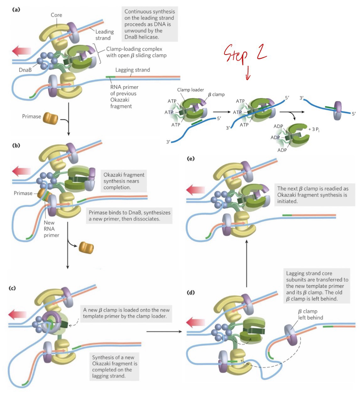 <ol><li><p><strong>DnaB helicase</strong> travels along the <strong>lagging</strong> <strong>template strand </strong>in the <strong>5’ → 3’ </strong>direction and unwinds DNA</p><ul><li><p><strong>Single-strand DNA-binding protein (SSB)</strong> binds single-stranded DNA (Stabilization)</p></li><li><p><strong>DnaG primase</strong> occasionally associates with DnaB and synthesizes a short <strong>RNA primer</strong>; this occurs at the replication fork right as the <strong>core polymerase </strong>is almost done with an<strong> Okazaki fragment</strong></p></li></ul></li><li><p>A new <strong>β clamp </strong>is loaded onto the lagging strand at each new <strong>RNA primer </strong>by the <strong>clamp loader</strong></p><ul><li><p>Clamp loader binds ATP, then the sliding clamp, and opens the clamp at one subunit interface</p></li><li><p><strong>ATP hydrolysis</strong> closes the clamp and allows the loader to dissociate</p></li></ul></li><li><p><strong>DNA pol III </strong>synthesis of <strong>Okazaki fragment </strong>is complete when it reaches the previous primer</p><ul><li><p><strong>Lagging strand core pol </strong>stops, releases its<strong> β clamp, </strong>and is then transferred to the new β clamp, leaving the old one behind for lagging strand processing and in <strong>DNA repair </strong>pathways</p></li></ul></li><li><p><strong>Lagging strand core polymerase</strong> initiates synthesis of the next <strong>Okazaki fragment</strong></p></li><li><p><strong>Clamp loader </strong>acquires a new <strong>β clamp</strong> and opens it to prep loading for the next <strong>primer</strong></p></li></ol><p></p>